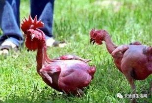 叫了只鸡最新爆料视频,揭秘视频背后的惊人真相! 第1张 叫了只鸡最新爆料视频,揭秘视频背后的惊人真相! 第1张